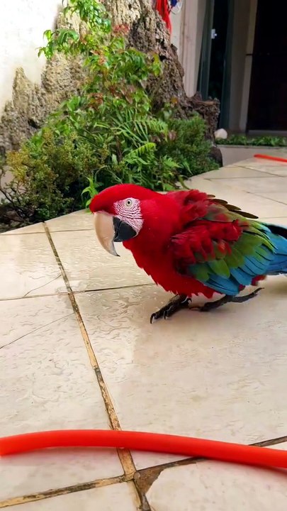 Parrots Love Water In Hot Weather
