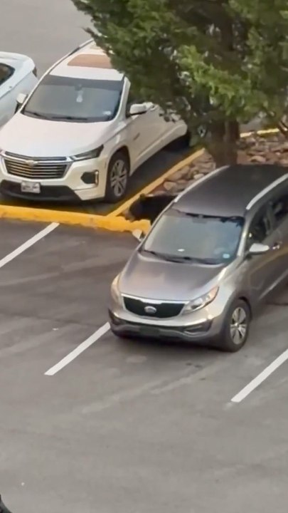 Bear runs through crowded Tennessee parking lot