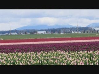 Tulips festival April 2008 USA (WA)