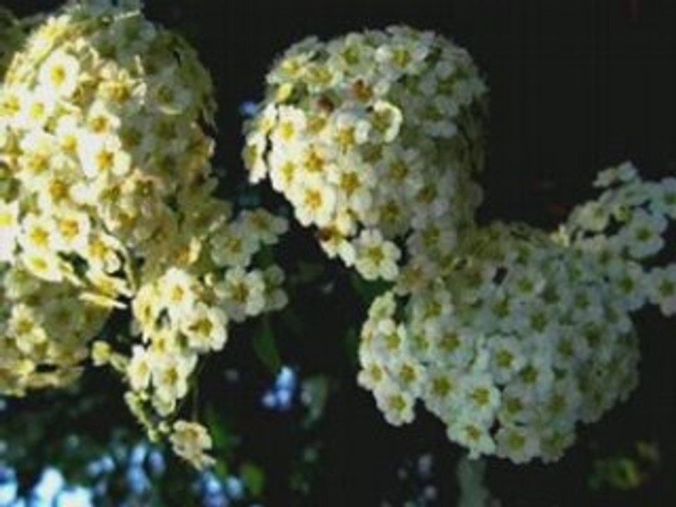 Vieilles chansons françaises :"Voici le mois de mai"