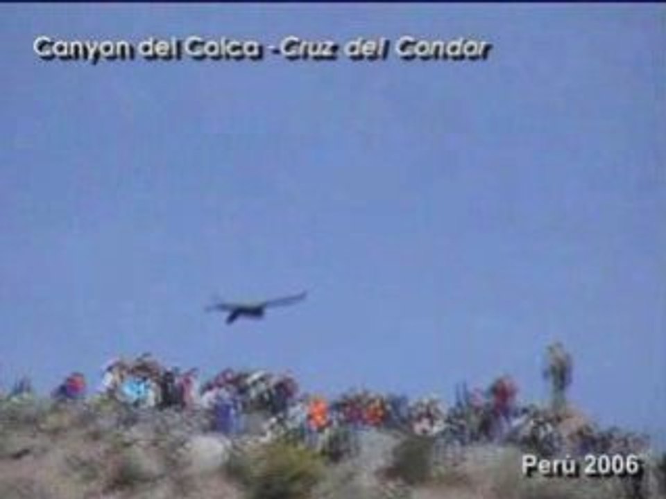 Perù, il volo del CONDOR - CANYON del COLCA