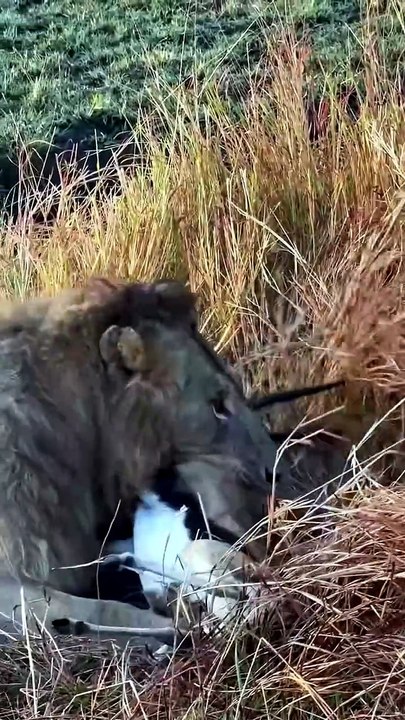 Raw Power of the King: Lions Hunting in the Wild