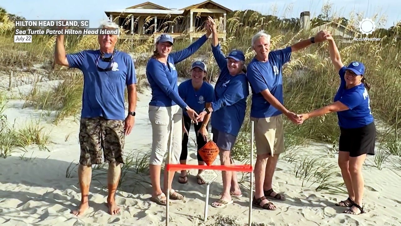 Sea turtles are having an incredible summer across the Southeast