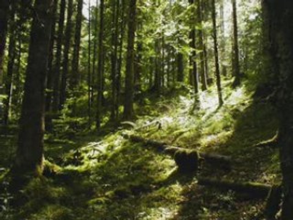 Vieilles chansons françaises une chanson douce