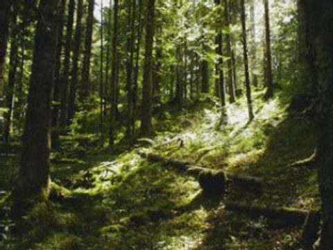 Vieilles chansons françaises une chanson douce