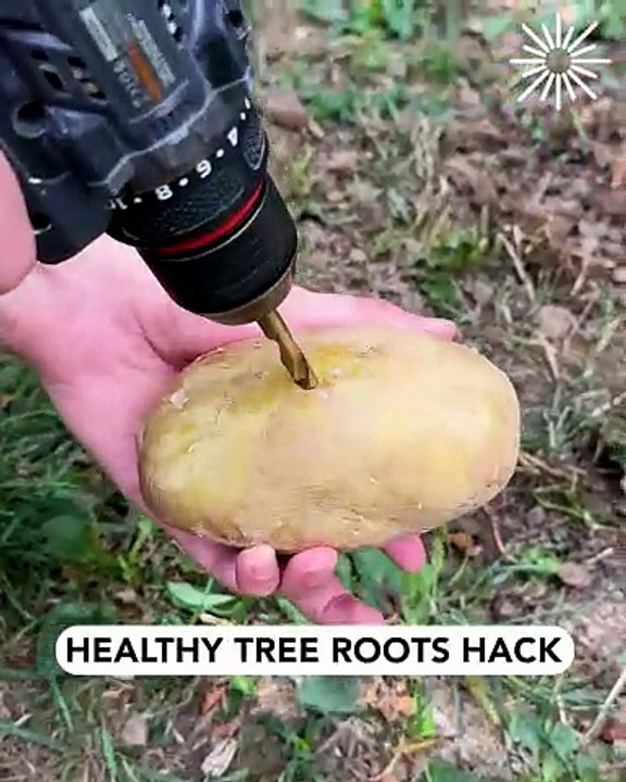 How to properly plant a potato🥔