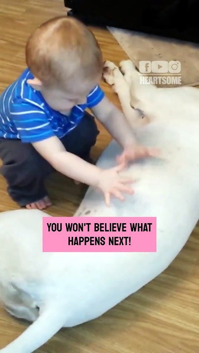 The baby boy has a heartwarming playtime with his gentle dog companion