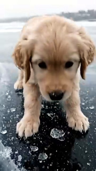 Cute Golden Retriever Running on Frozen Lake 🐶❄️ | Funny Dog Moments That Will Make You Smile