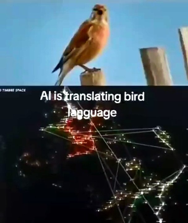 AI translating birdsong to learn what they are saying is just absolutely wild.