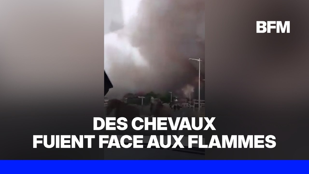 Incendie dans les Landes: des chevaux libérés de leur centre équestre prennent la fuite face aux flammes