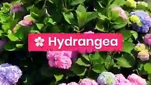 Top Summer Blooming Plants for a Colorful Outdoor Garden