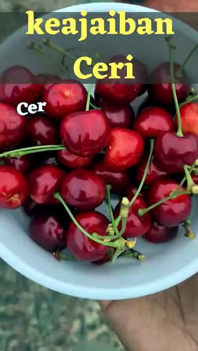 manfaat buah ceri untuk kesehatan kita