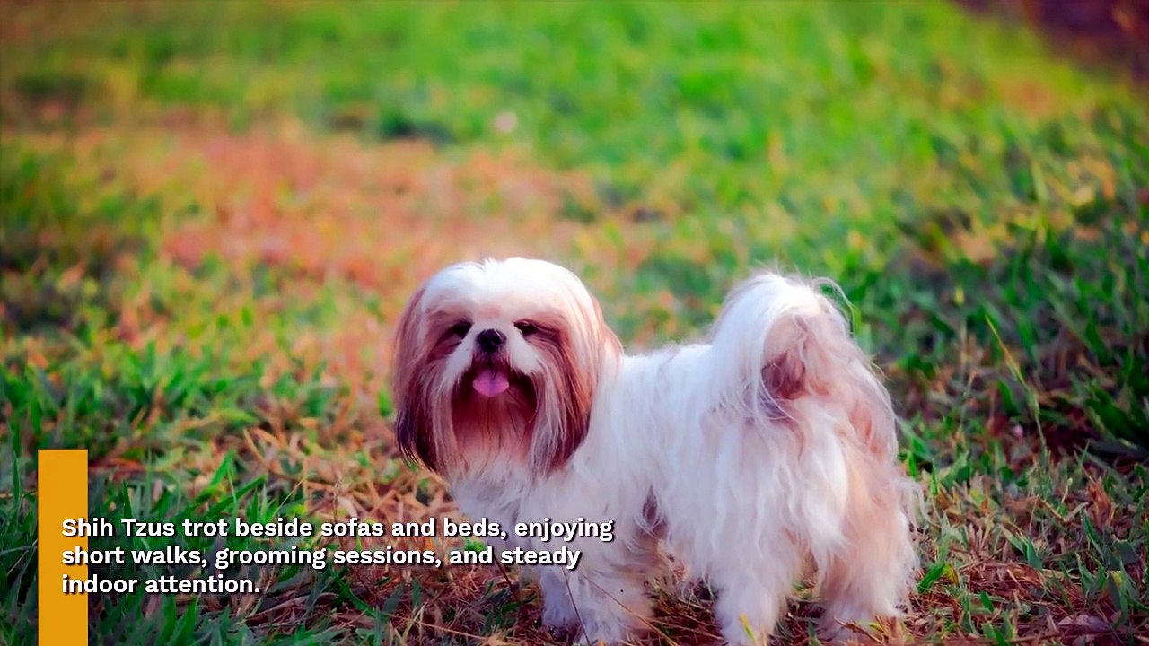 13 Dog Breeds Perfect for Senior Companions