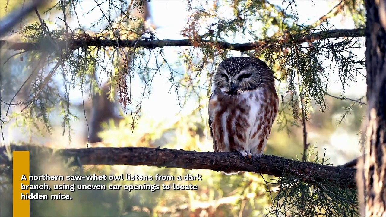 A closer look at owl traits that crown them apex predators