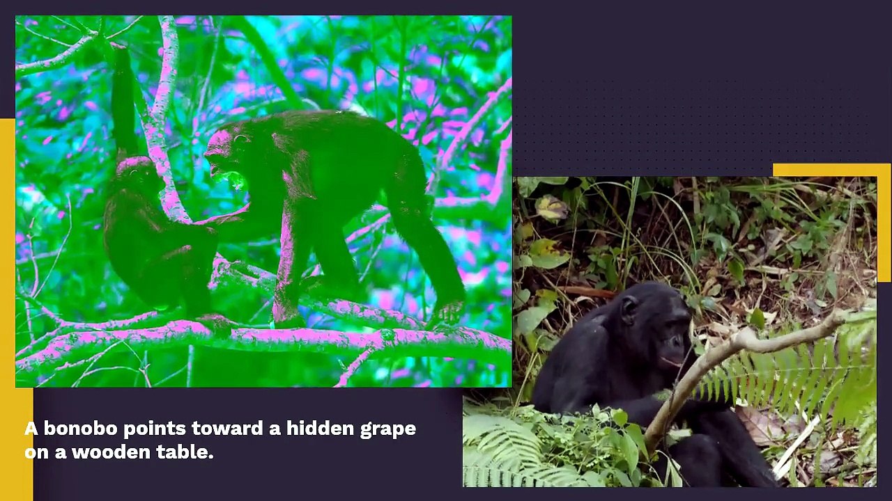 Bonobos More Socially Intelligent Than Humans, Study Finds