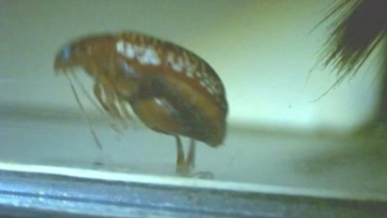 Beetle jump inspires bionic limb design