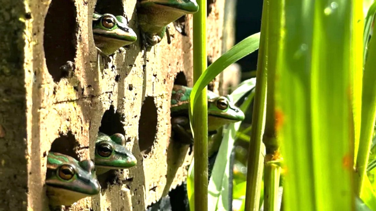 Scientists Build Brick Frog Sauna to Combat Fungal Infections