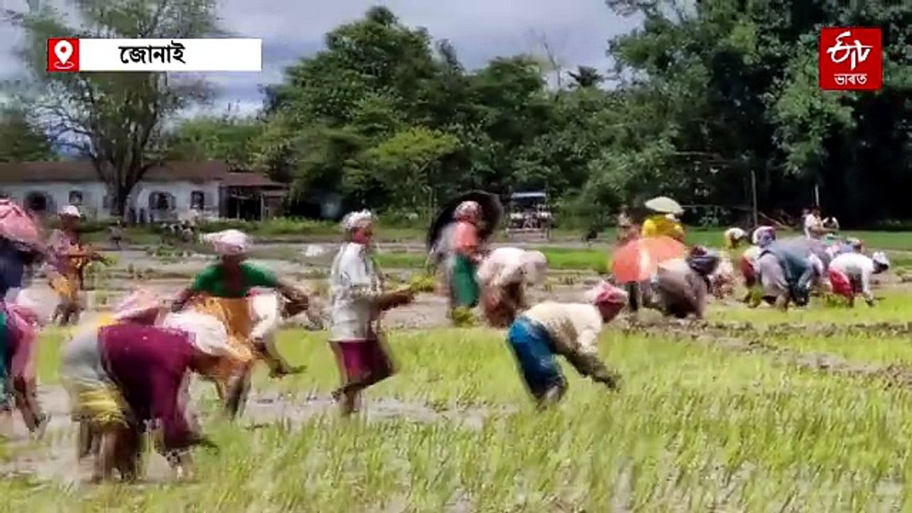 নাঙলৰ সীৰলুত সেউজীয়া সপোন ৰচিছে জোনাই লাইদাংগুৰিৰ কৃষকে