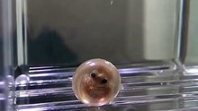 Octopus Is Cute