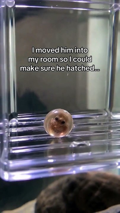 Octopus Is Cute