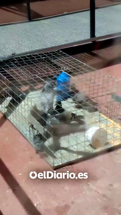El controvertido método para eliminar palomas en los hospitales sevillanos: jaulas a pleno sol en mitad de una ola de calor