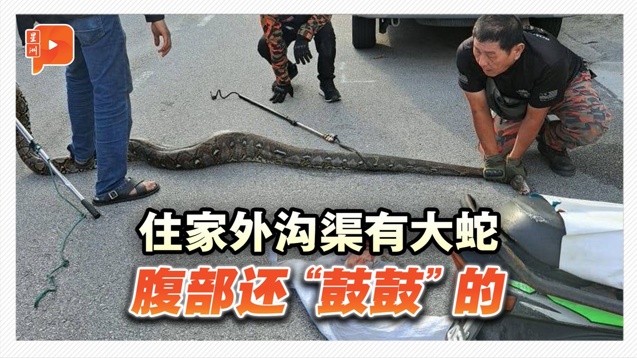 住家外沟渠有大蛇 腹部还“鼓鼓”的