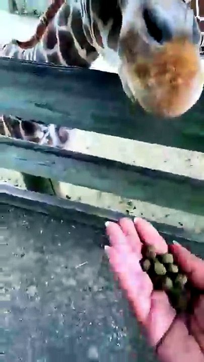 Animal reaction funny video