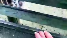 Animal reaction funny video