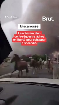 Biscarrosse : les chevaux d’un centre équestre lâchés en liberté pour échapper à l'incendie.