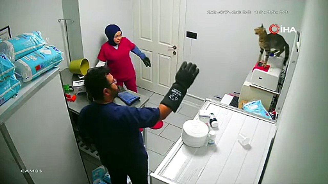 Bir kedi en fazla ne yapabilir? İşte Bursa\'dan Türkiye gündemine giren görüntüler