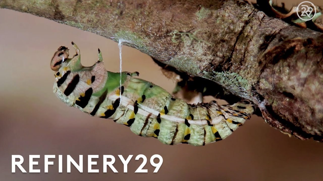 How Monarch Butterflies Are Made | How Stuff Is...