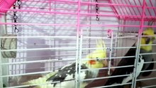This Will Make Your Cockatiel Sing