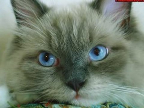 Nos amis fidèles compagnons