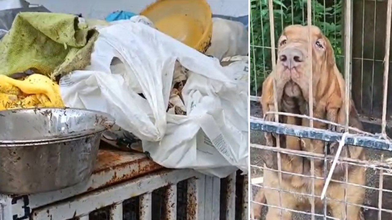 Il video dell'allevamento di cani sequestrato a Fiavé: «Condizioni inaccettabili, il pavimento delle gabbie ricoperto di rifiuti»
