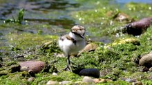 what do baby birds eat without their mother