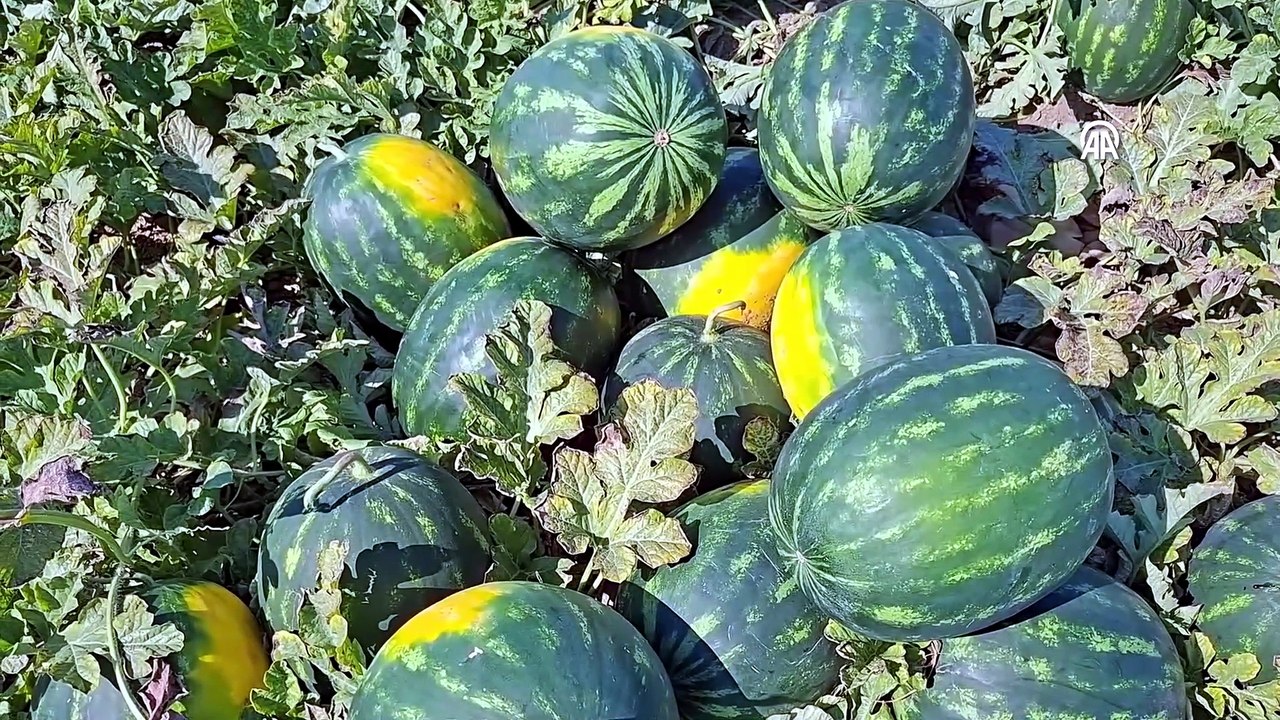 Bafra Ovası'nda karpuz hasadı devam ediyor