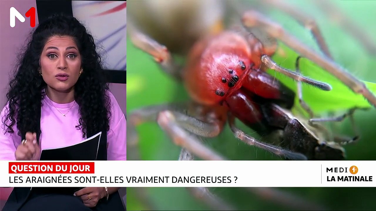 L´Autre journal : Les araignées, l’ennui, la solidarité