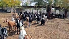 Goats and their kids are housed separately