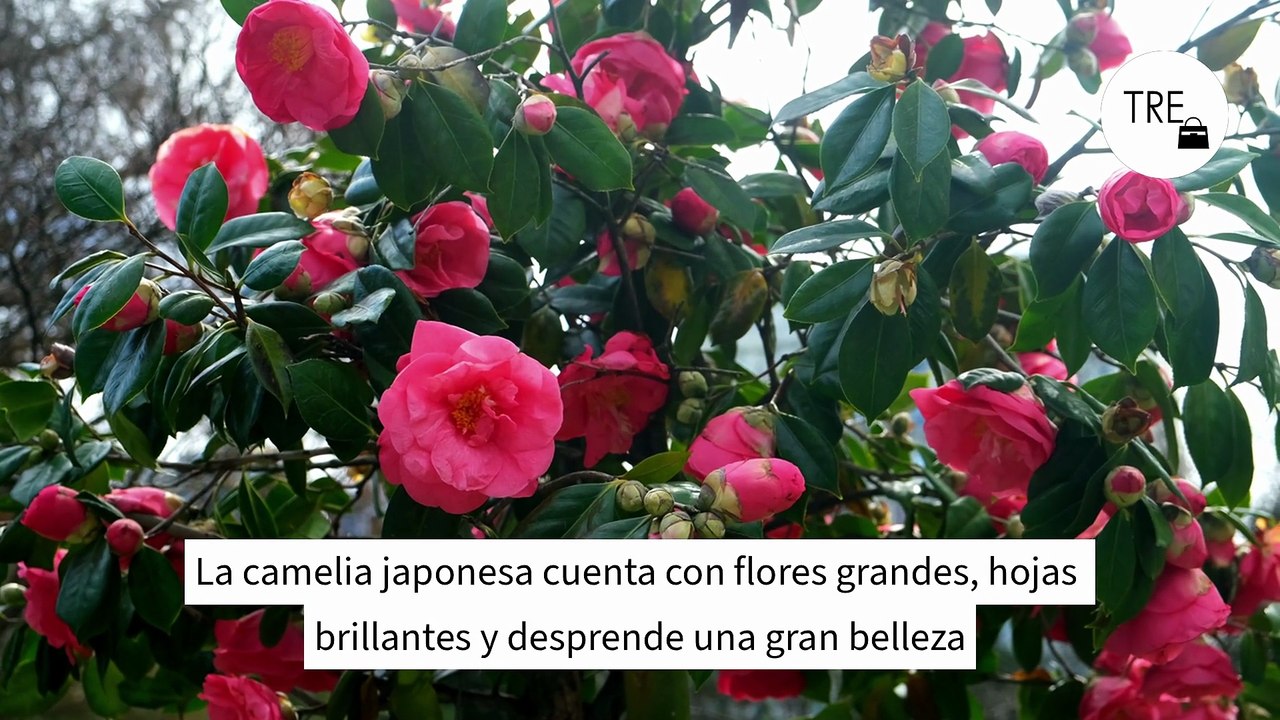 La alternativa más elegante a las buganvillas para llenar la terraza de flores sin recargarla