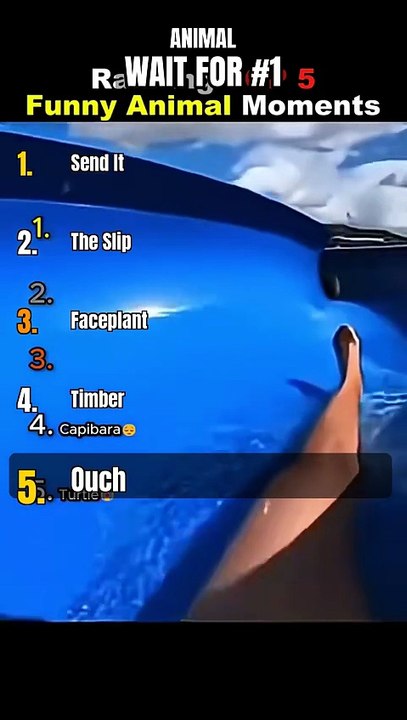TOP 5 ANIMAL 😂🔥 #Shorts #ranking #funny