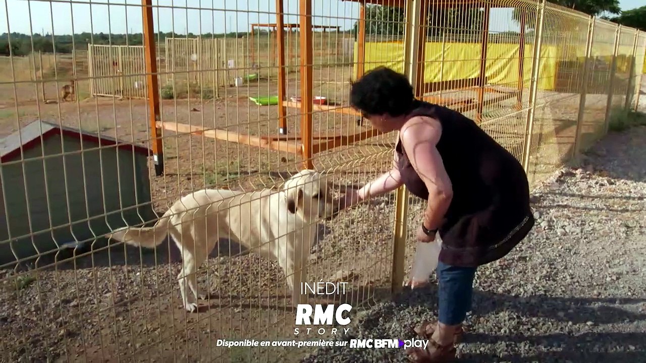 Sans collier : chiens et chats à adopter