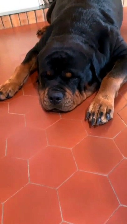 Notre chienne Rottweiler attend des chiots, devinez combien