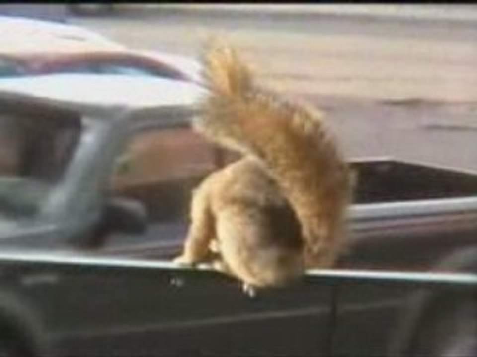 Tweaker Squirrel Short