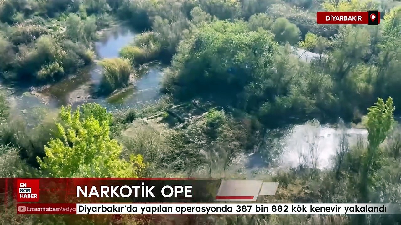 Diyarbakır'daki operasyonda 387 bin 882 kök kenevir ele geçirildi