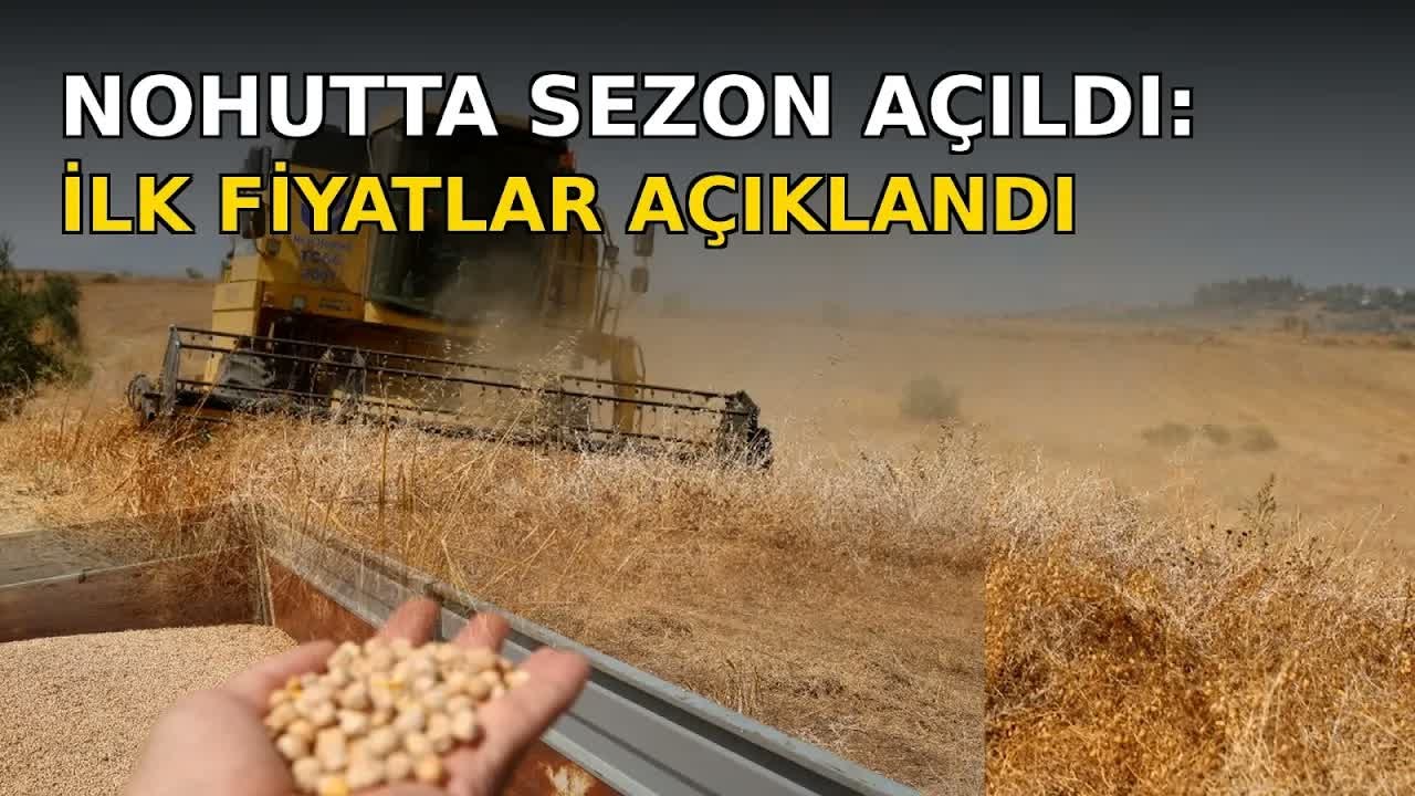 Nohutta Hasat Başladı Tarlada Kilosu 30 35 TL