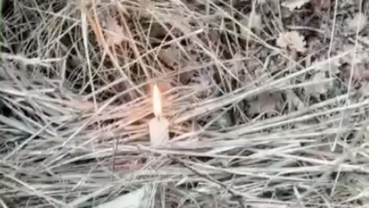 Arsonists spread Italian wildfires by tying flammable rags to cats’ tails