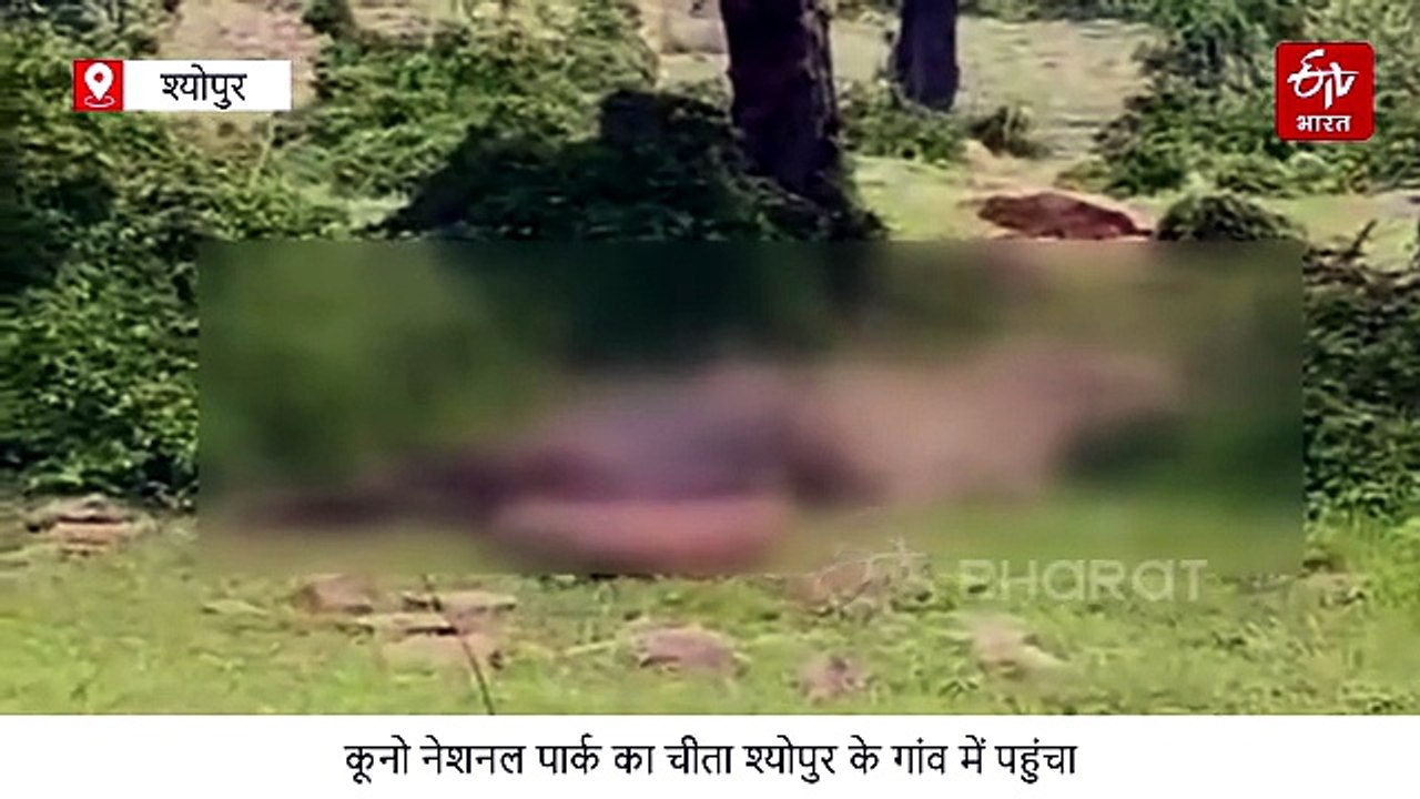 चीता ने चंद सेकंड में भैंस को उतारा मौत के घाट, वीडियो बनाता रह गया मालिक
