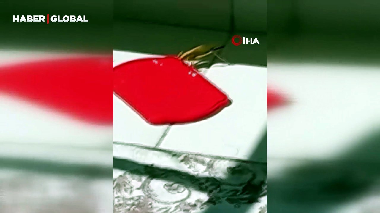 Burdur'da dev çekirgeyi kapta su ile beslediği anlar görüntülendi