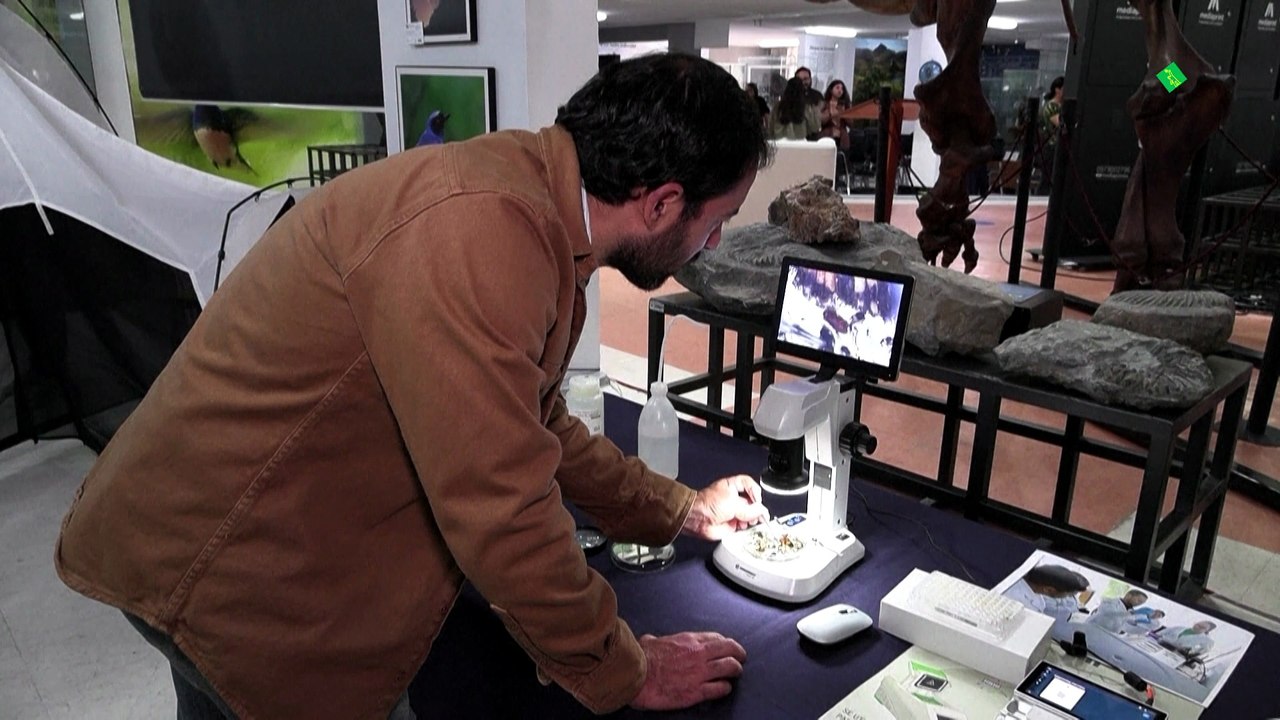 Identifican 8.000 nuevas especies de insectos en Ecuador a través de ADN
