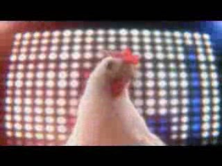 Techno-chicken